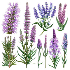 Naklejka premium Lavender Flowers Set. Watercolor Botanical Illustration Of Different Purple Flowers On A White Background.