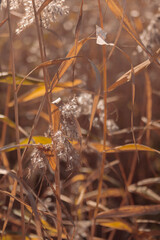 Organic patterns of plant life, raw ecological textures of Finnish nature in fall - a rich autumn palette of earthy tones. The beauty of the Nordic forest wilderness as a serene seasonal background