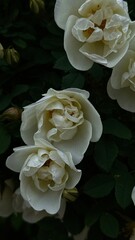 White roses in partial shade against dark green foliage. A contrast-rich scene with moody depth and evening light.