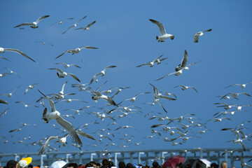 Seagulls flying in a coastal city square, Dalian, Liaoning, China
