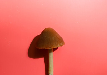 A mushroom with a brown conical cap and a light stem stands on a vibrant pink background, casting a...