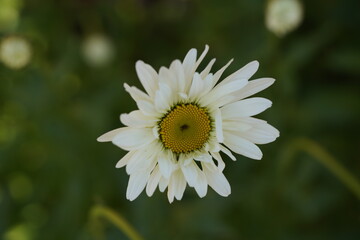 white and yellow daisy