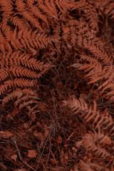 Organic patterns of plant life, raw ecological textures of Finnish nature in fall - a rich autumn palette of earthy tones. The beauty of the Nordic forest wilderness as a serene seasonal background