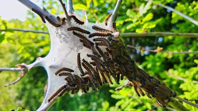 Close-up of many processionary caterpillars, Thaumetopoea processionea, crawling on white silk nest in tree, Green foliage background, insect pest