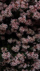 bush in a shaded part of the garden. Deep contrast, soft light, and evening atmosphere.