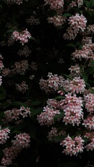 A flowering bush with small pink and white blossoms in shadow. Delicate texture, evening mood, and natural depth.