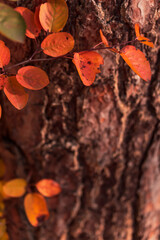 Organic patterns of plant life, raw ecological textures of Finnish nature in fall - a rich autumn palette of earthy tones. The beauty of the Nordic forest wilderness as a serene seasonal background