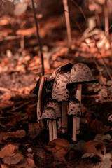 Organic patterns of plant life, raw ecological textures of Finnish nature in fall - a rich autumn palette of earthy tones. The beauty of the Nordic forest wilderness as a serene seasonal background