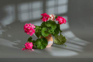A small bouquet of beautiful multi-colored geraniums in a ceramic vase.