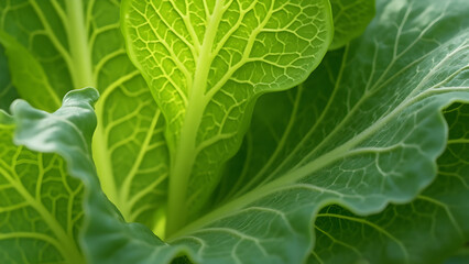 Veins and folds in cabbage leaves. Ultra realistic cabbage leaf textures. Anatomy of cabbage leaf structure. Cabbage leaf surface details and patterns.