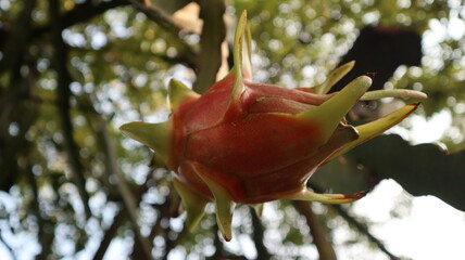 Dragon fruit that is ripe but still on the branch of the treeFresh dragon fruit on tree, have...