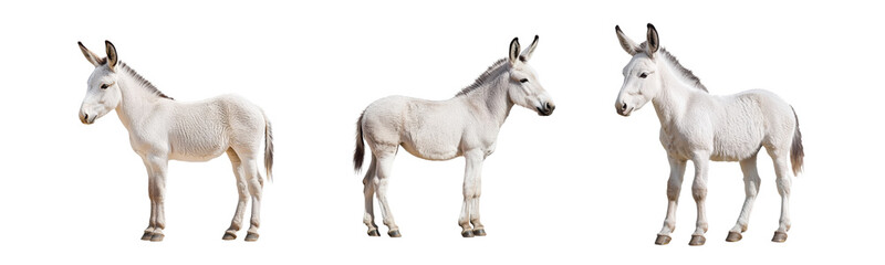 white donkeys isolated on white background