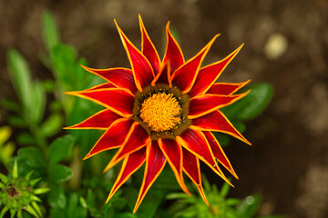 red and yellow flower