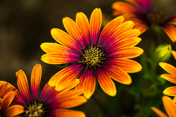 yellow and orange flower
