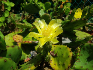An yellow flowers of opuntia humifusa.