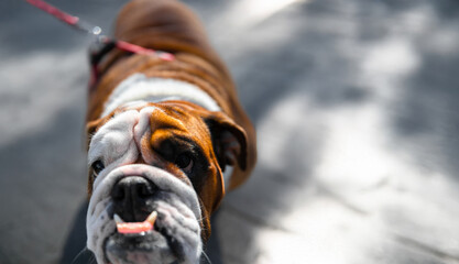 Playful English Bulldog on a leash looking up, with its tongue slightly out, standing on a sunlit path.