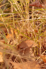 The raw textures of Finnish nature in fall - a rich autumn palette of earthy tones: ochre, brown, and muted yellow. The beauty of the Nordic forest wilderness as a serene seasonal background