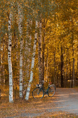 Fototapeta premium A natural forest landscape evoking an eco-conscious atmosphere of Finnish nature in fall - autumn palette of earthy tones. The beauty of the Nordic forest wilderness as a serene seasonal background