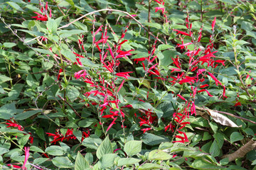 garden bed of red flowering salvia