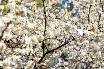 Dense branches covered with blooming white cherry blossoms under bright sunlight, signaling the arrival of spring.