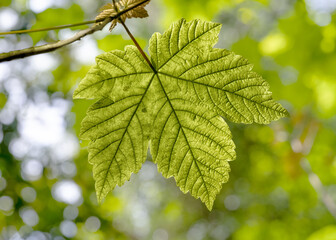 Close-up of a sycamore leaf in Stackpole woods, Pembrokeshire, Wales