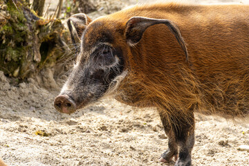 Red river hog, Potamochoerus porcus, also known as the bush pig.