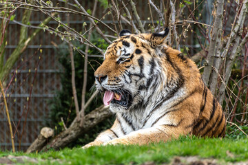 The Siberian tiger,Panthera tigris altaica in a park