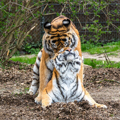 Mating Siberian tigers, Panthera tigris altaica in a park