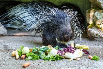 Indian crested Porcupine, Hystrix indica in a german nature park