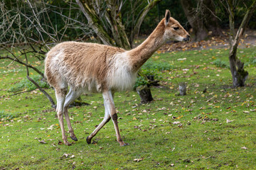 Vicunas, Vicugna Vicugna, relatives of the llama in a German park