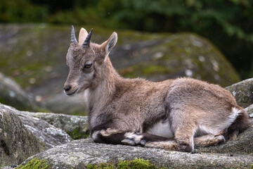 Young baby mountain ibex or capra ibex on a rock