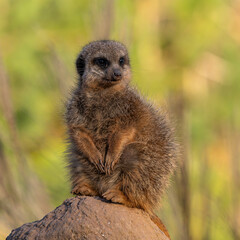 Meerkat, Suricata suricatta sitting on a stone and looking into the distance