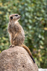 Meerkat, Suricata suricatta sitting on a stone and looking into the distance