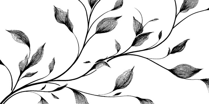 Engraved botanical art illustration of curved tendrils and leaves. Elegant vintage design with intricate natural foliage, ornate scroll patterns