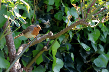 le rouge gorge sur la branche