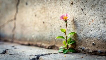 A delicate flower blooms in a crack of concrete with vines wrapped around it, symbolizing resilience and growth, bloom