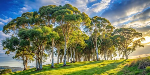 Eucalyptus Trees on a Hillside in Sunlight with Majestic Forms and Silvery Green Leaves, eucalyptus tree silhouette, outdoors