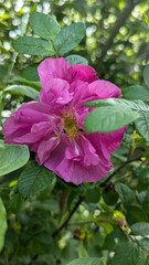 pink rose bush