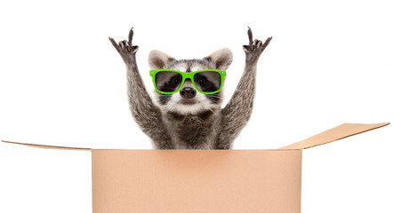 Funny raccoon in green sunglasses showing a rock gesture peeking out of the cardboard box isolated on white background