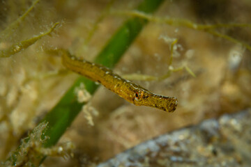 Unterwasserfoto Grasnadel
