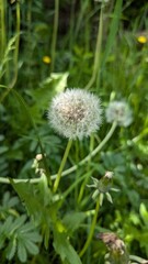 dandelion in the grass