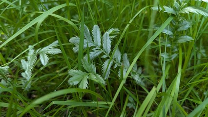 dew on grass
