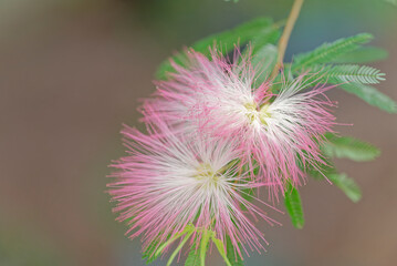 Close up of Calliandra brevipes ( Pink powder-puff)