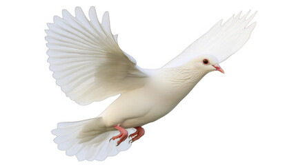 Dove in flight, wings spread on a transparent background, PNG image, PNG file.