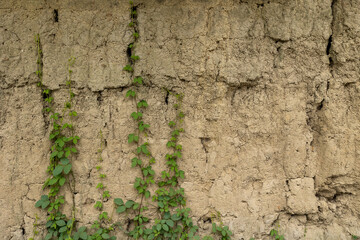 Cracks in a wall made of dry mud. Mud. This is usually seen in villages in Bangladesh.