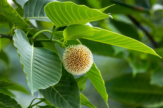 Close Neolamarckia cadamba Flower or Kodom flower of Bangladesh