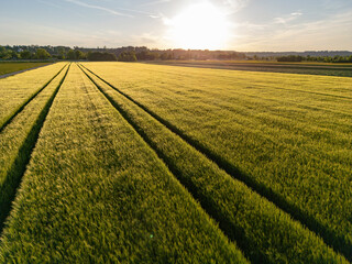 Countryside sunset over a field of wheat in early summer in Bavaria, Germany