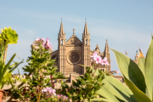 Spain, Balearic Islands, Palma de Mallorca, Facade of Cathedral of Santa Maria of Palma with plants in foreground