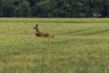 Deer leaping through green wheat field
