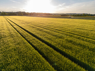Countryside sunset over a field of wheat in early summer in Bavaria, Germany